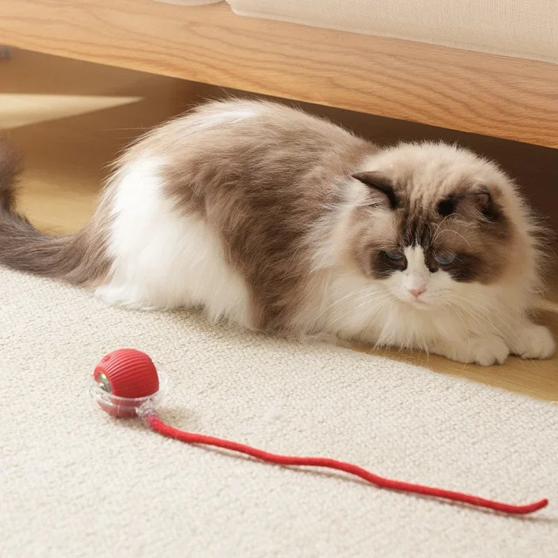 Cat Interactive dall toy™